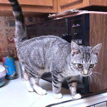 Rescue Tabby Cats for Adoption in Rutherfordton, North Carolina - Cactus | PetCurious