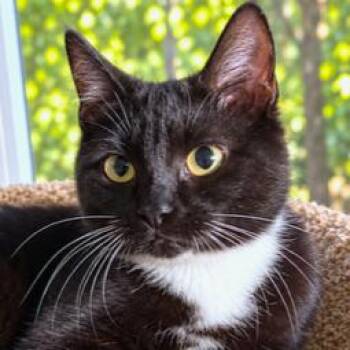 TAYLIN - TERRIFIC TUXEDO (SISTER OF TOBIN & TANNER) -  Siberian and Turkish Van Cat for Adoption in Oakwood, Georgia - TAYLIN - TERRIFIC TUXEDO (SISTER OF TOBIN & TANNER) | PetCurious
