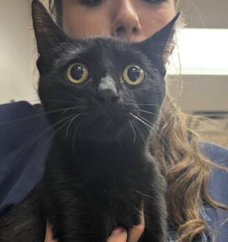 Rescue Domestic Short Hair Cats for Adoption in Hamburg, New York - Barry | PetCurious