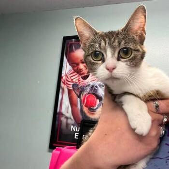 Melrose (mtmom) -  Domestic Short Hair Cat for Adoption in Edwardsville, Illinois - Melrose (mtmom) | PetCurious