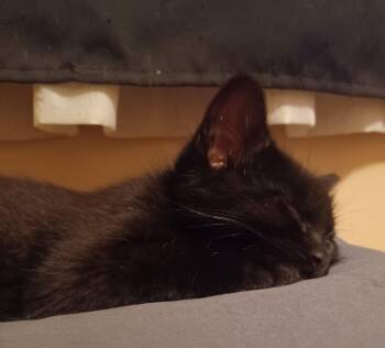 Anthony -  Domestic Short Hair Cat for Adoption in New Berlin, Wisconsin - Anthony | PetCurious