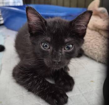 Boon -  Domestic Short Hair Cat for Adoption in Orlando, Florida - Boon | PetCurious
