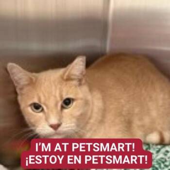 Rescue Domestic Short Hair Cats for Adoption in Carrollton, Texas - Jar Jar | PetCurious