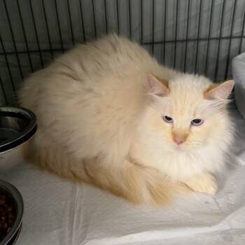 Siamese and Norwegian Forest Cat Cats Available for Adoption in Mount Vernon, Illinois - Polar Bear | PetCurious