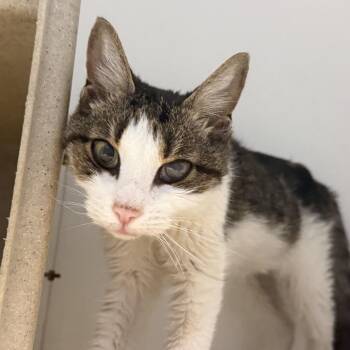 Priscilla -  Domestic Short Hair Cat for Adoption in Philadelphia, Pennsylvania - Priscilla | PetCurious
