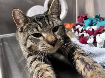 Domestic Short Hair Cats Available for Adoption in Kent, Washington - ZEPHER | PetCurious