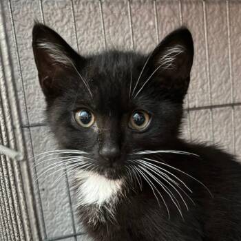 Charly -  Domestic Short Hair Cat for Adoption in Pleasanton, California - Charly | PetCurious