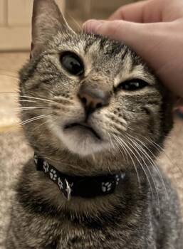 (CP) Sweet Tums -  Tabby and Domestic Short Hair Cat for Adoption in North Highlands, California - (CP) Sweet Tums | PetCurious