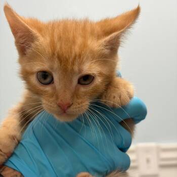 Domestic Short Hair Cats Available for Adoption in Greensboro, Georgia - Peanut | PetCurious