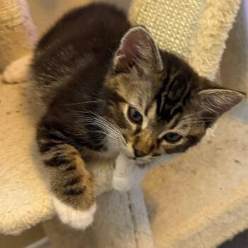 Pothos -  Domestic Short Hair Cat for Adoption in Las Vegas, Nevada - Pothos | PetCurious