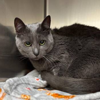 Ash -  Domestic Short Hair Cat for Adoption in Birmingham, Alabama - Ash | PetCurious