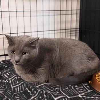 Gia -  Domestic Short Hair Cat for Adoption in Cortland, Ohio - Gia | PetCurious