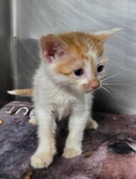 Atomic -  Domestic Short Hair Cat for Adoption in Cincinnati, Ohio - Atomic | PetCurious