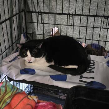 Capt Jack -  Domestic Short Hair and Tuxedo Cat for Adoption in Lubbock, Texas - Capt Jack | PetCurious