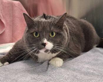 Misty -  Domestic Short Hair Cat for Adoption in Raleigh, North Carolina - Misty | PetCurious