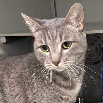 Domestic Short Hair Cats Available for Adoption in Bismarck, North Dakota - Veronica | PetCurious