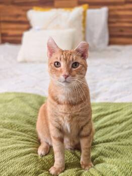 Domestic Short Hair Cats Available for Adoption - Jonesy | PetCurious