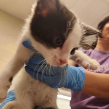 Moo -  Domestic Short Hair Cat for Adoption in Asheville, North Carolina - Moo | PetCurious