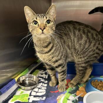 Scorpion -  Domestic Short Hair Cat for Adoption in La Grange Park, Illinois - Scorpion | PetCurious