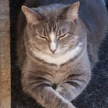 Jellianne Toe Beans -  Domestic Short Hair Cat for Adoption in Chicago, Illinois - Jellianne Toe Beans | PetCurious