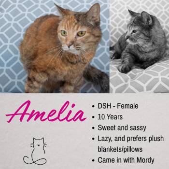 Amelia -  Domestic Short Hair Cat for Adoption in Junction City, Kansas - Amelia | PetCurious