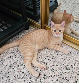 Rescue Domestic Short Hair Cats for Adoption in Naranjito, Naranjito - Romeo | PetCurious