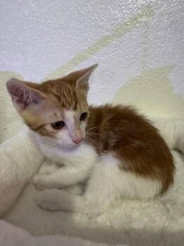 Tony -  Domestic Short Hair Cat for Adoption in Liverpool, Texas - Tony | PetCurious