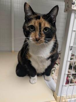 Tippy -  Calico Cat for Adoption in Grand Junction, Colorado - Tippy | PetCurious