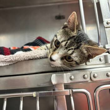 Rescue Domestic Short Hair Cats for Adoption in San Jacinto, California - Joey | PetCurious