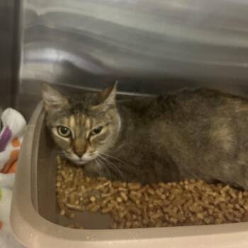 Domestic Short Hair Cats Available for Adoption in Lakeland, Florida - Cathy | PetCurious