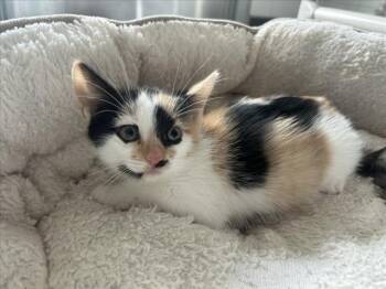 GINGER -  Domestic Short Hair Cat for Adoption in Loveland, Colorado - GINGER | PetCurious