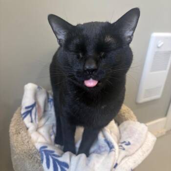 Domestic Short Hair Cats Available for Adoption - Patra | PetCurious