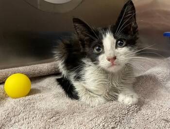TODD -  Domestic Short Hair Cat for Adoption in Moreno Valley, California - TODD | PetCurious