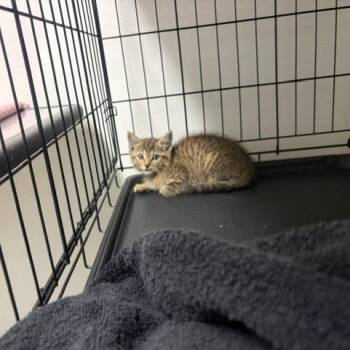 Bolt -  Domestic Short Hair Cat for Adoption - Bolt | PetCurious