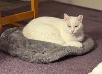 Rescue Domestic Short Hair Cats for Adoption in Herndon, Virginia - Snow Belle | PetCurious