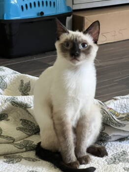 Rescue Siamese Cats for Adoption in Napa, California - Bonbon ( BB) | PetCurious