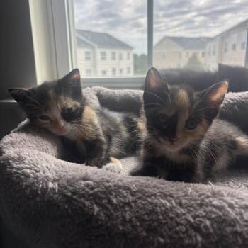 Runt -  Domestic Short Hair Cat for Adoption in Fairfax Station, Virginia - Runt | PetCurious