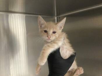 Domestic Short Hair Cats Available for Adoption in Thousand Palms, California - A1917184 | PetCurious