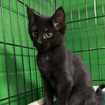 Sparksy -  Domestic Short Hair Cat for Adoption in Olean, New York - Sparksy | PetCurious