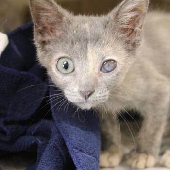 Blynken -  Domestic Short Hair Cat for Adoption in Hattiesburg, Mississippi - Blynken | PetCurious