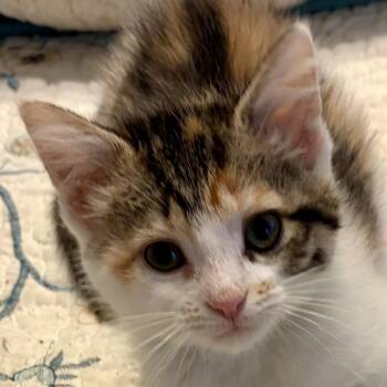 Billie -  Domestic Short Hair Cat for Adoption in Houghton Lake, Michigan - Billie | PetCurious