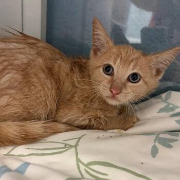 Domestic Short Hair Cats Available for Adoption in East Hanover, New Jersey - Atolla | PetCurious
