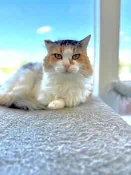 Rescue Domestic Long Hair Cats for Adoption in Thousand Oaks, California - Rhianna | PetCurious