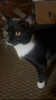 Domestic Short Hair Cats Available for Adoption in Baltimore, Maryland - Bootsy | PetCurious