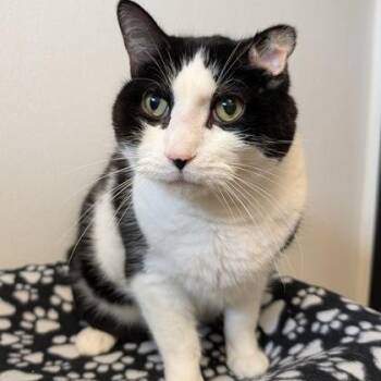 Spooky -  Domestic Short Hair Cat for Adoption in Rochester, Minnesota - Spooky | PetCurious