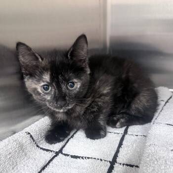 Domestic Short Hair Cats Available for Adoption in Jupiter, Florida - Apple | PetCurious