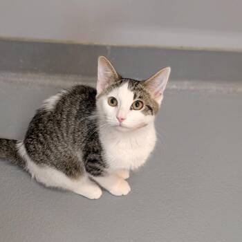 Domestic Short Hair Cats Available for Adoption in Cape Girardeau, Missouri - Carly Shay | PetCurious