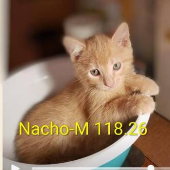 Foster Nacho -  Domestic Short Hair Cat for Adoption in Batavia, New York - Foster Nacho | PetCurious