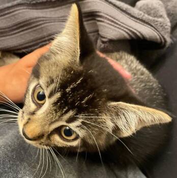 Merlin -  Tabby and Domestic Short Hair Cat for Adoption in Island Lake, Illinois - Merlin | PetCurious