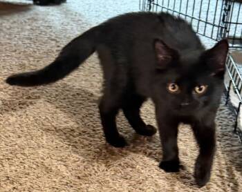 Echo -  Domestic Short Hair Cat for Adoption in Hartford City, Indiana - Echo | PetCurious